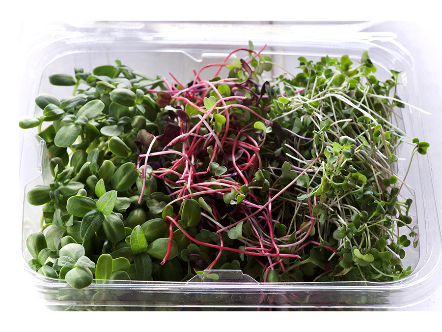 Sunshine Sampler Microgreens