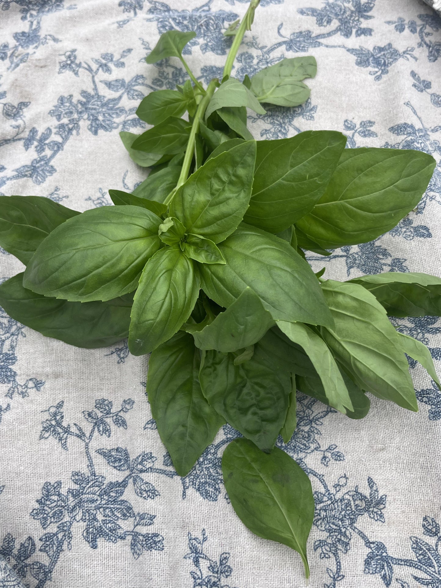 Organic Herbs - Basil - Italian