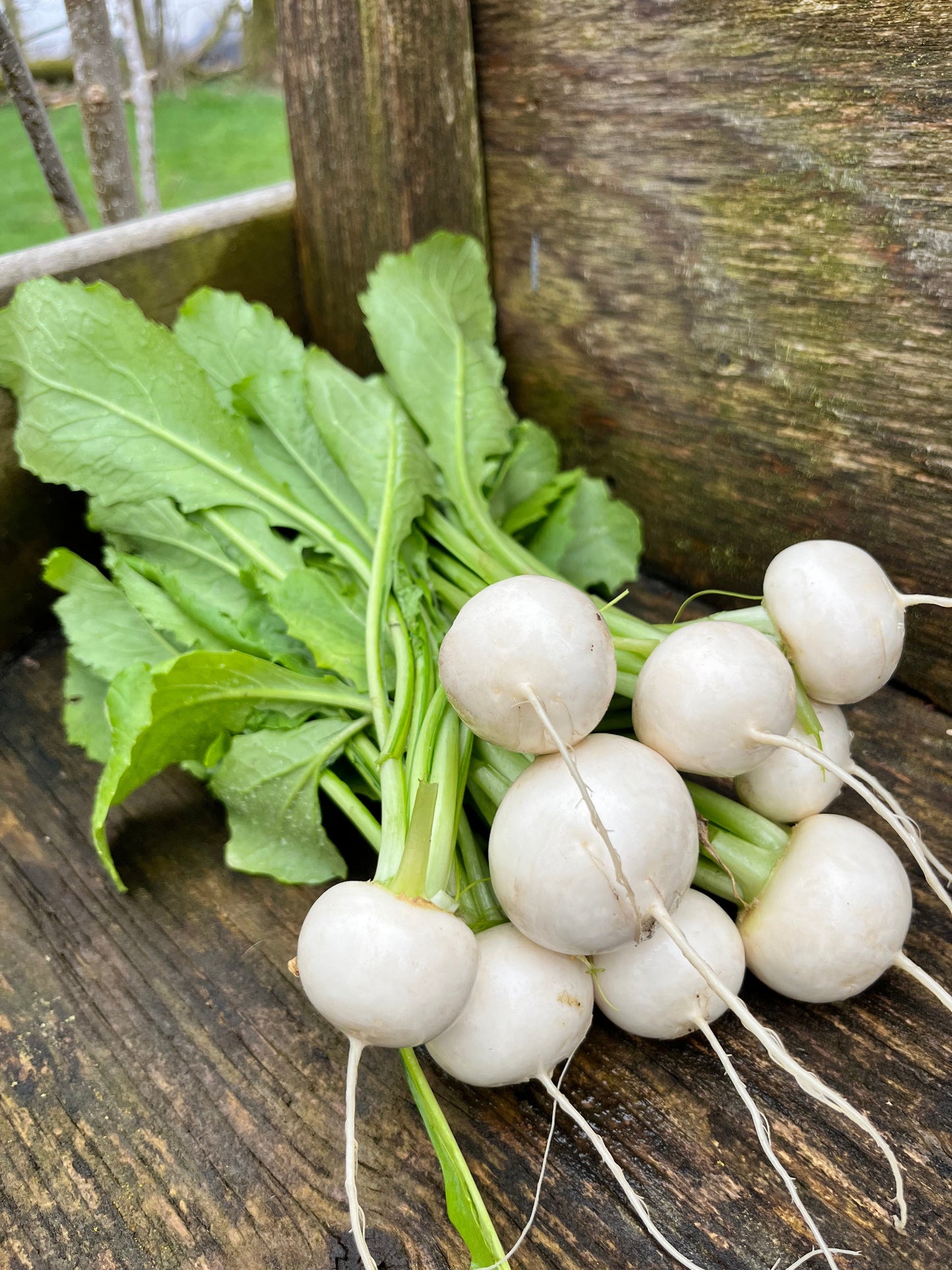 Organic Turnips - Hakurei - Loose