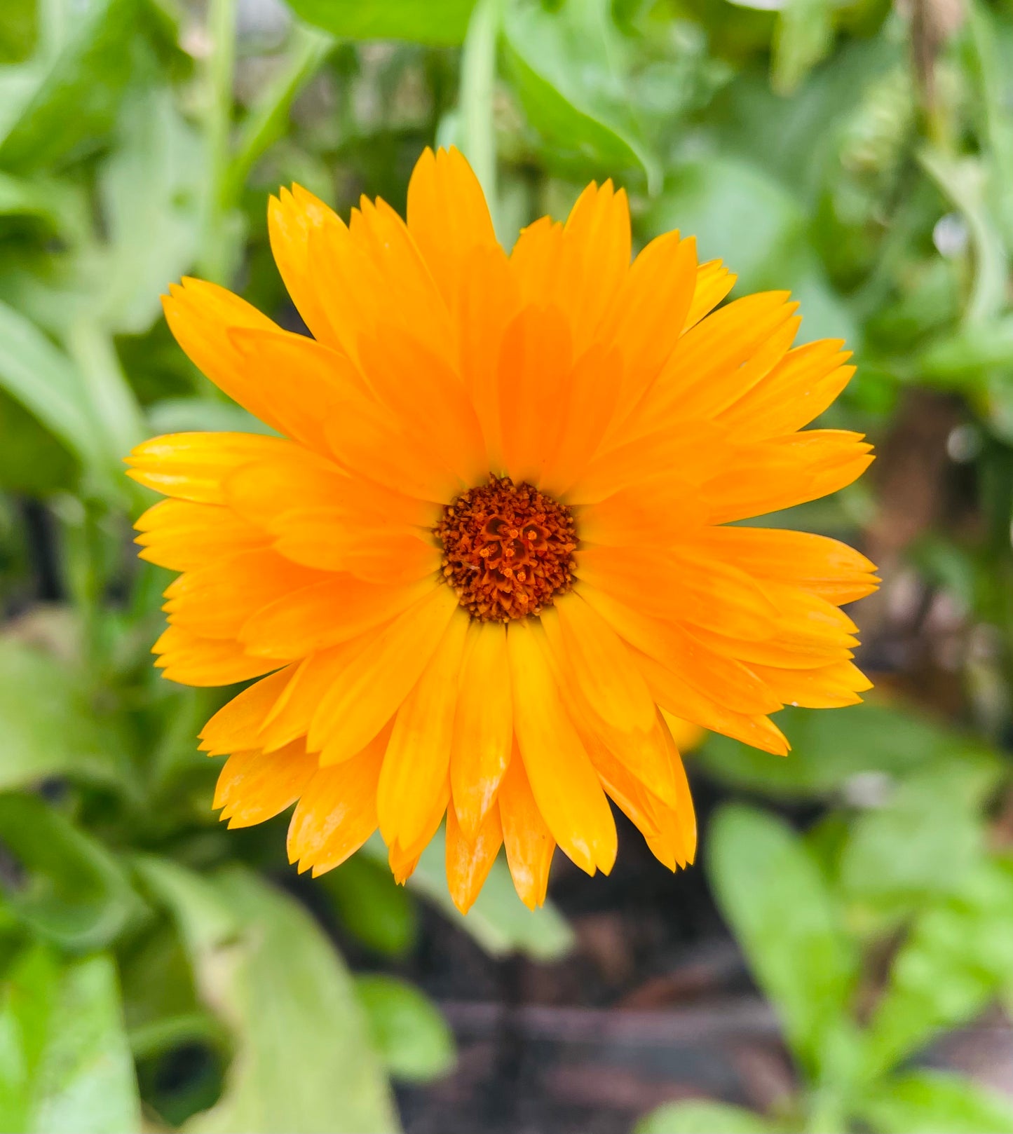 Night Repair Calendula Body Butter