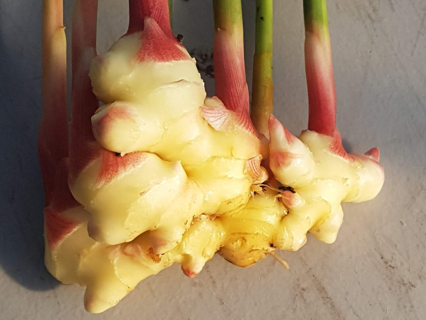 Organic Ginger - Young