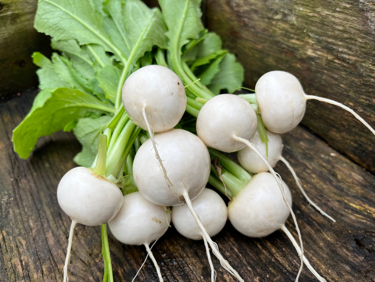 Organic Turnip - Hakurei - White