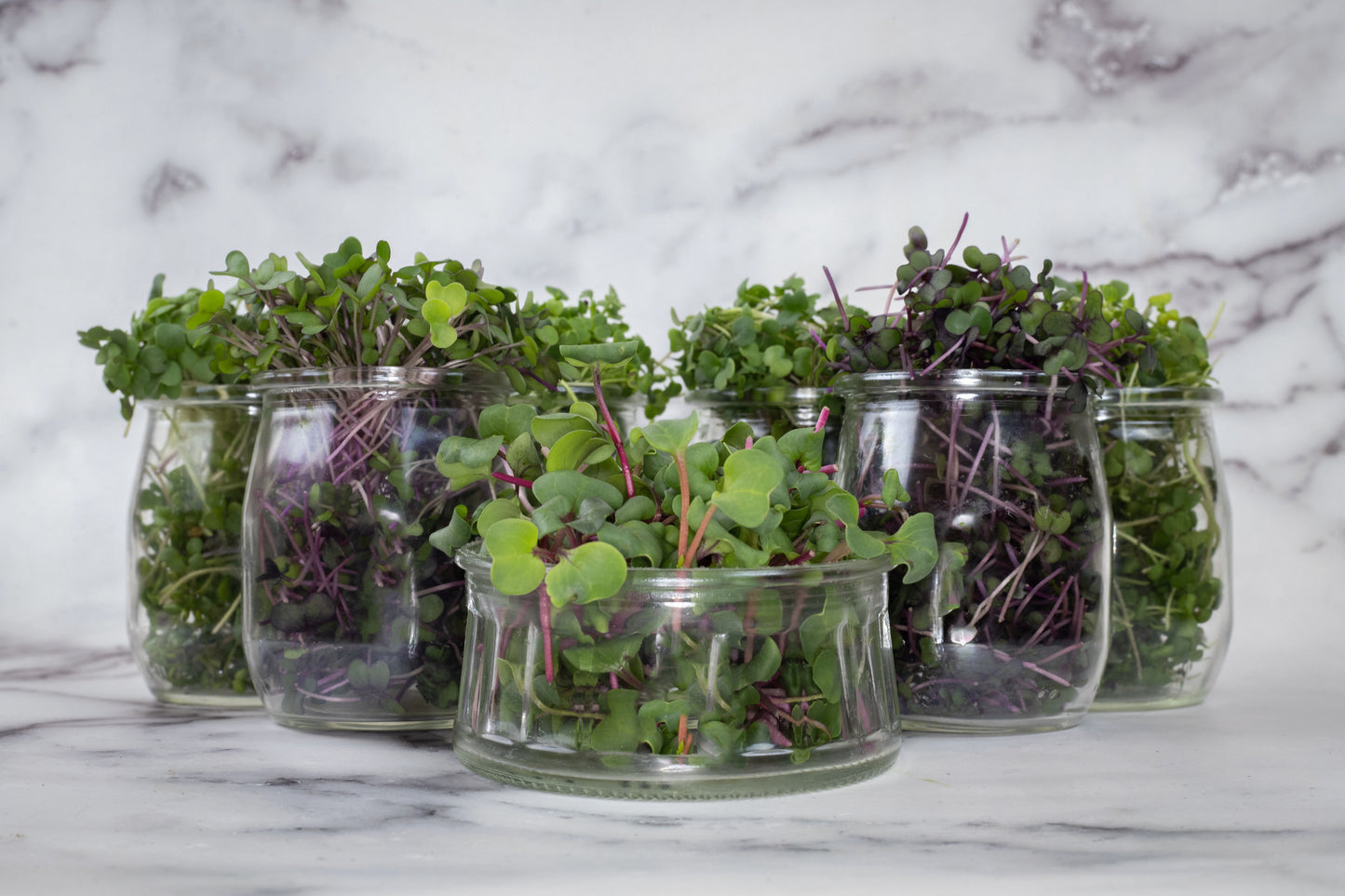Mixed Microgreens (50g)