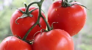 Organic Tomatoes - Red - Vine Ripened
