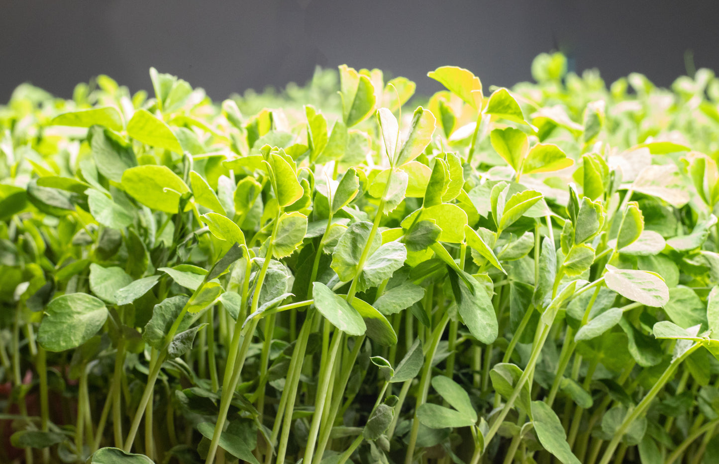 Speckled Pea Microgreens (100g)