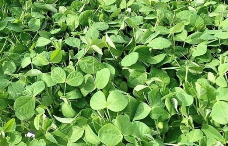 Pea Microgreens
