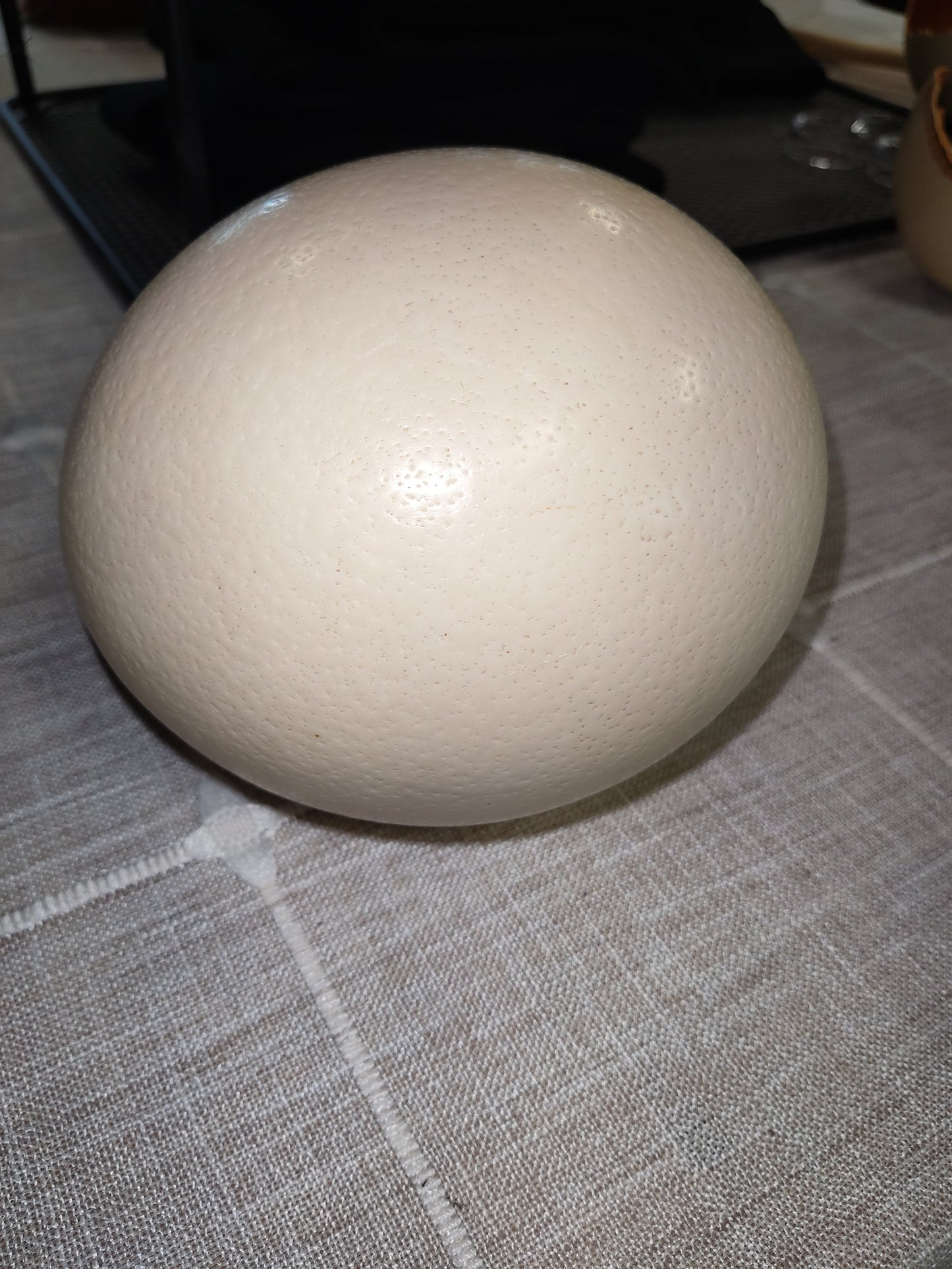 Empty Ostrich Egg