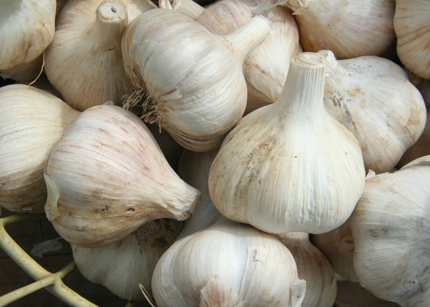 Organic Garlic