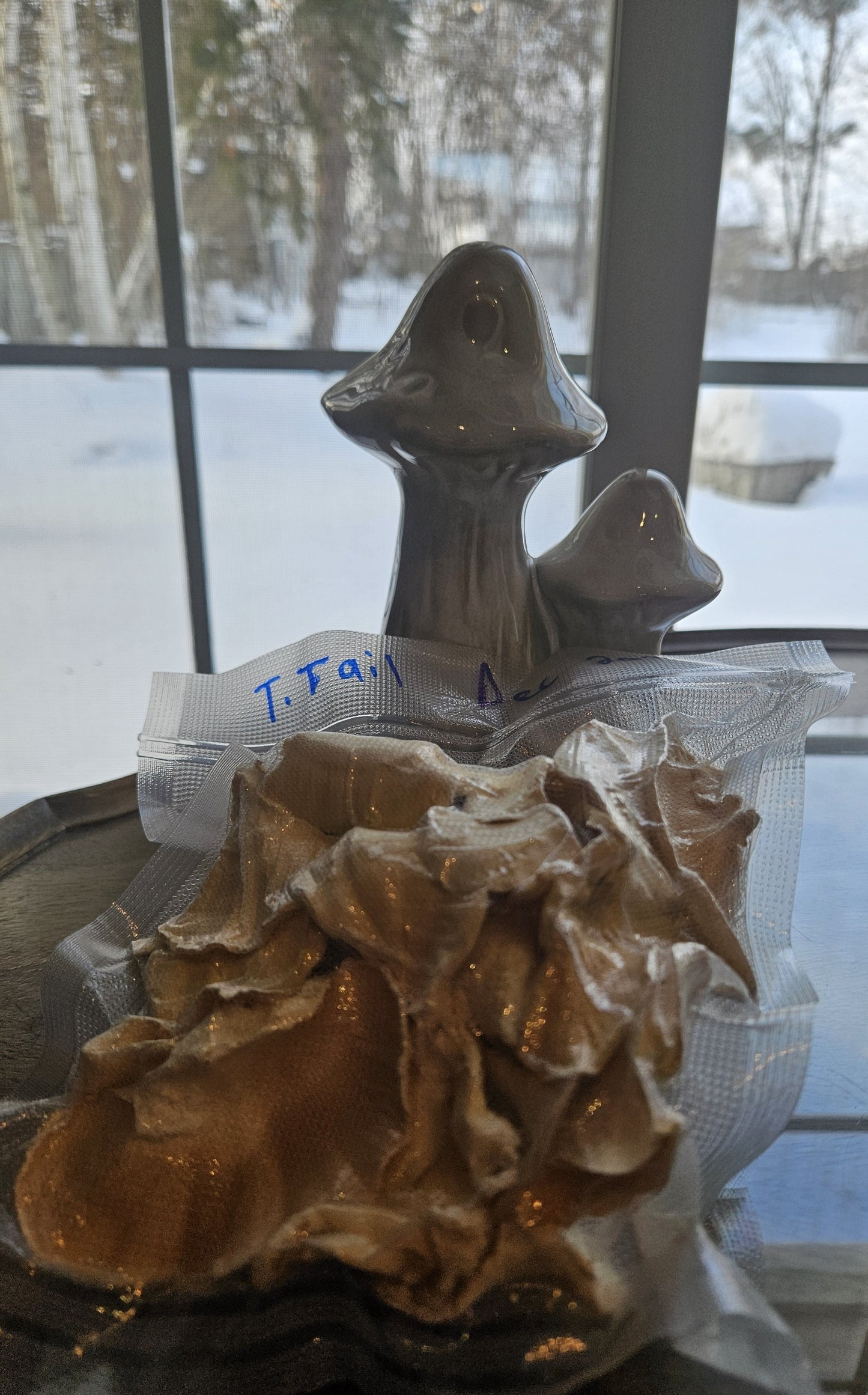 Dual Extract Turkey Tail Mushroom Tincture