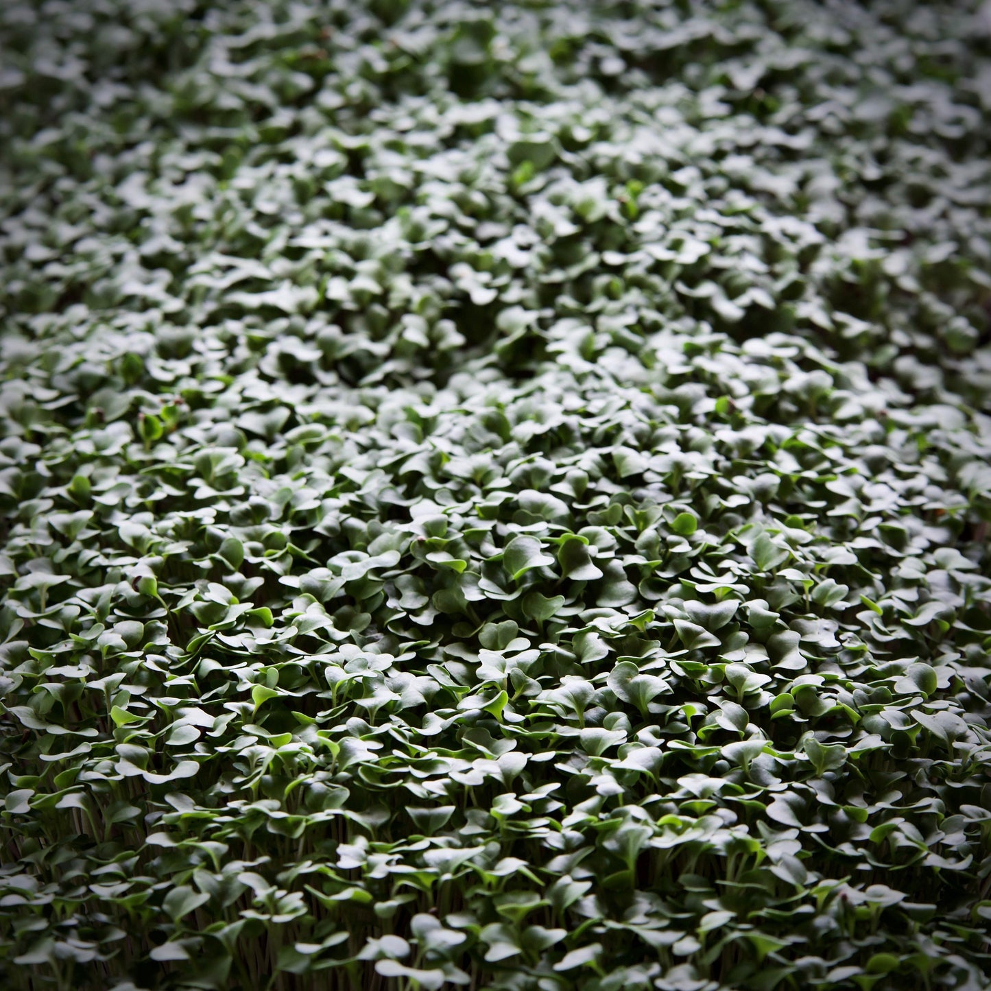 Broccoli Microgreens