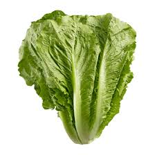 Organic Lettuce Romaine - Jumbo