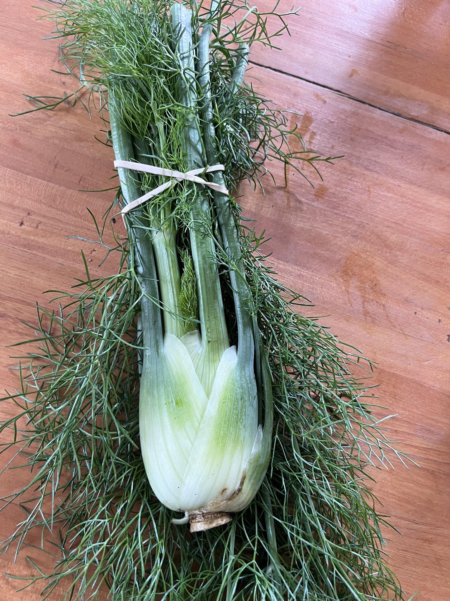 Fennel