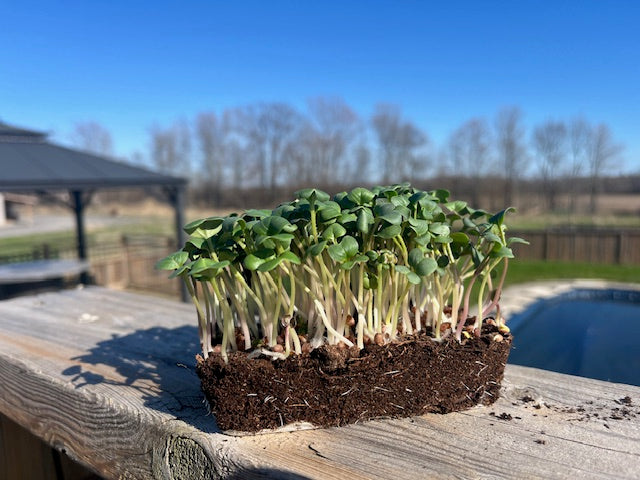 Live Microgreens - Daikon