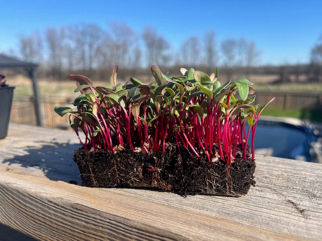 Live Microgreens - Red Beet
