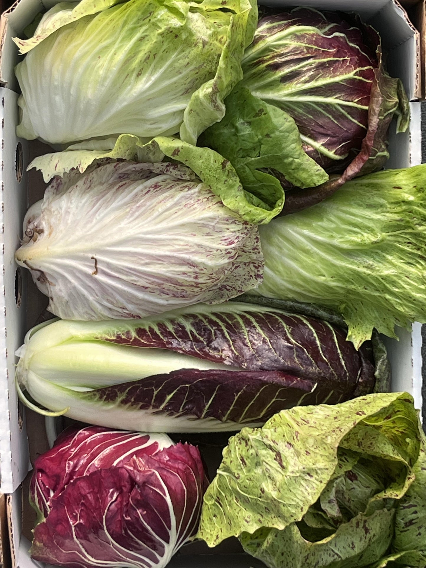 Organic - Radicchio - 3 Pack Mixed