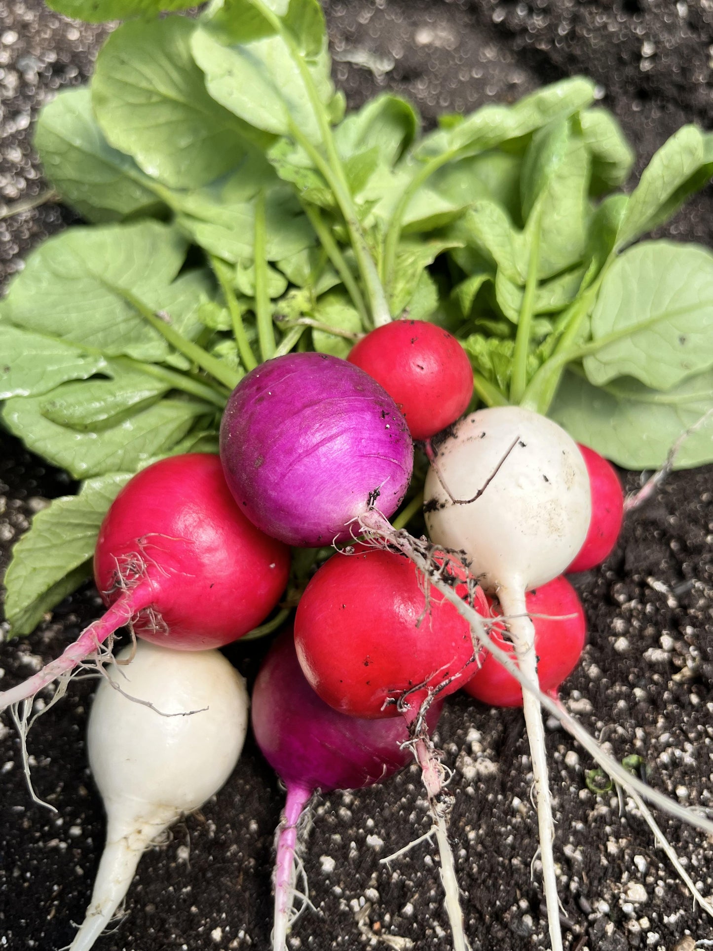 Rainbow Radishes