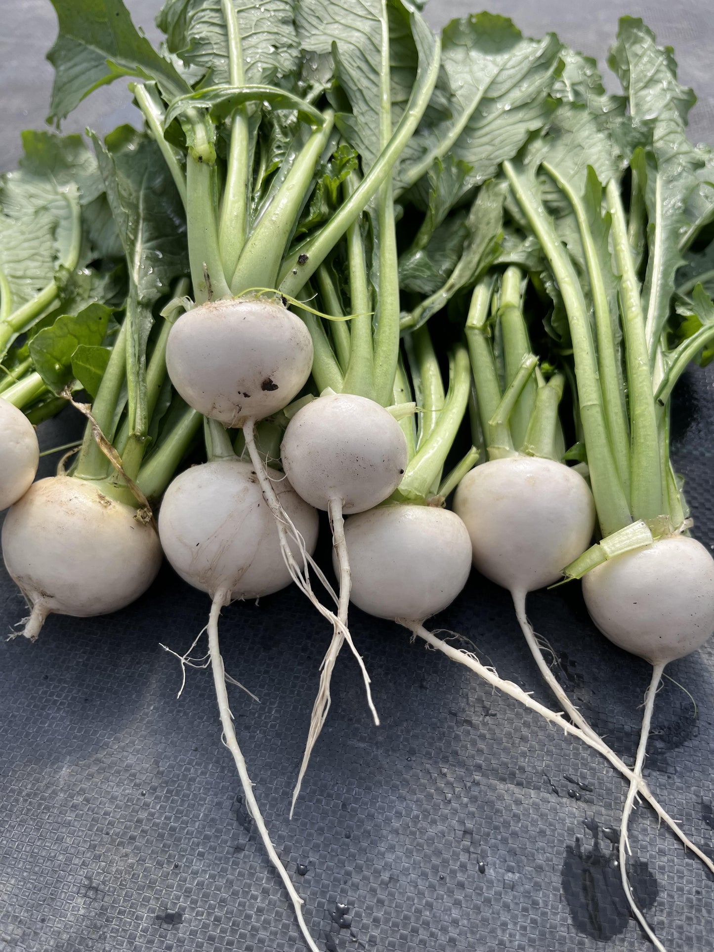 Bunched Hakurei Turnips