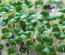 Basil Microgreens