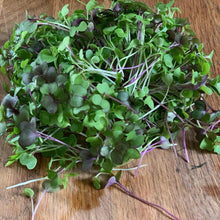 Kale Microgreens