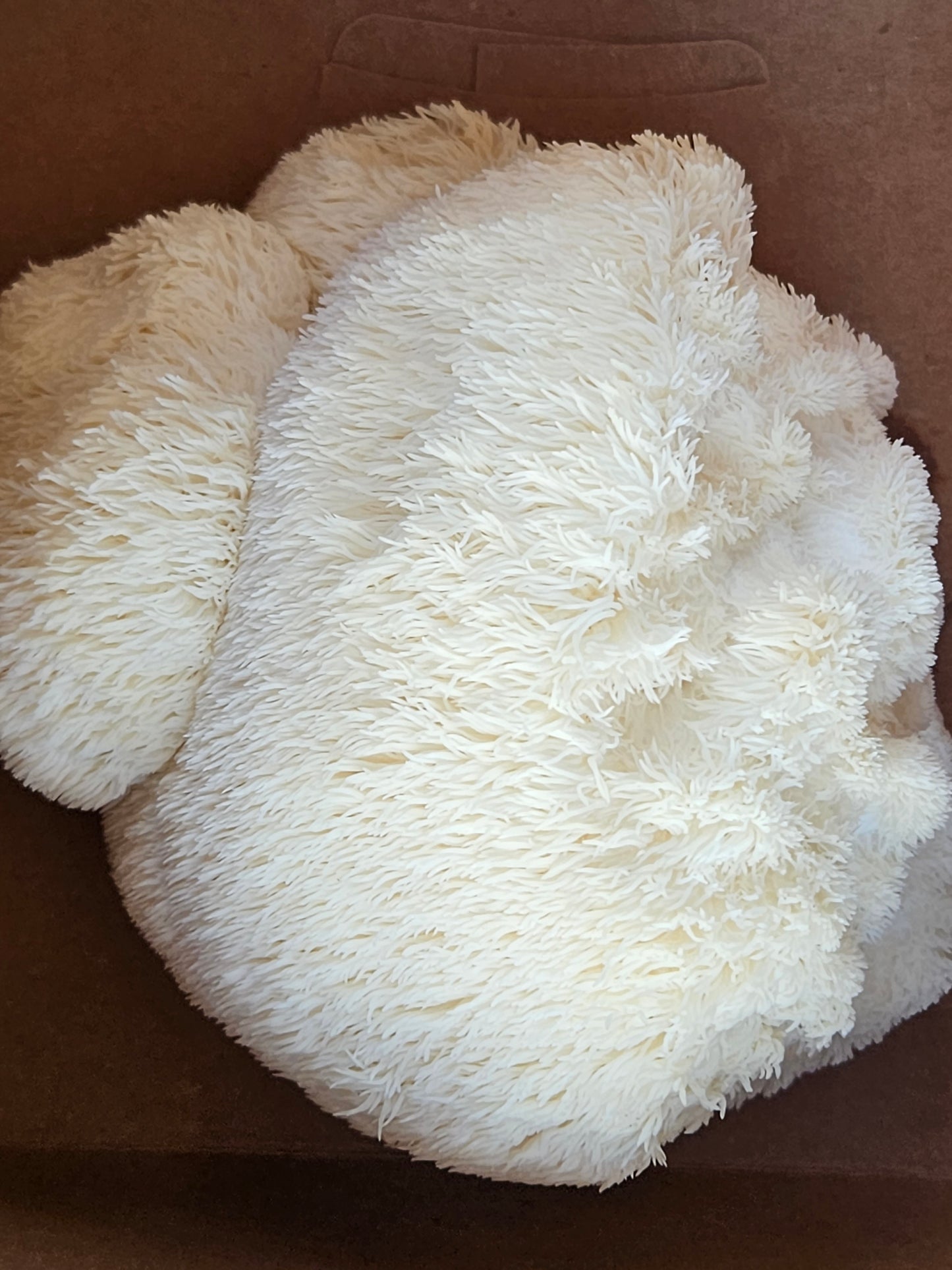 Dual Extract Lion's Mane Mushroom Tincture