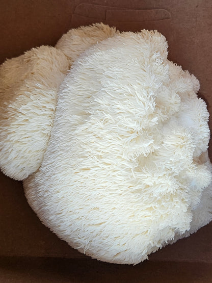 Dual Extract Lion's Mane Mushroom Tincture