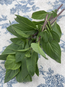 Organic Herbs - Basil - Thai