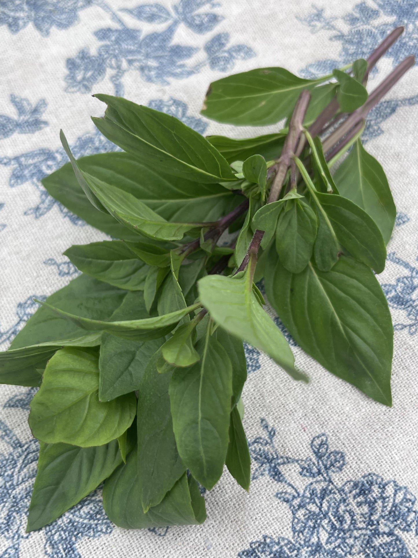 Organic Herbs - Basil - Thai