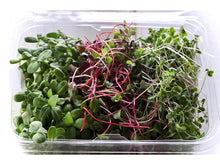 Sunshine Sampler Microgreens