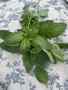 Organic Herbs - Basil - Italian