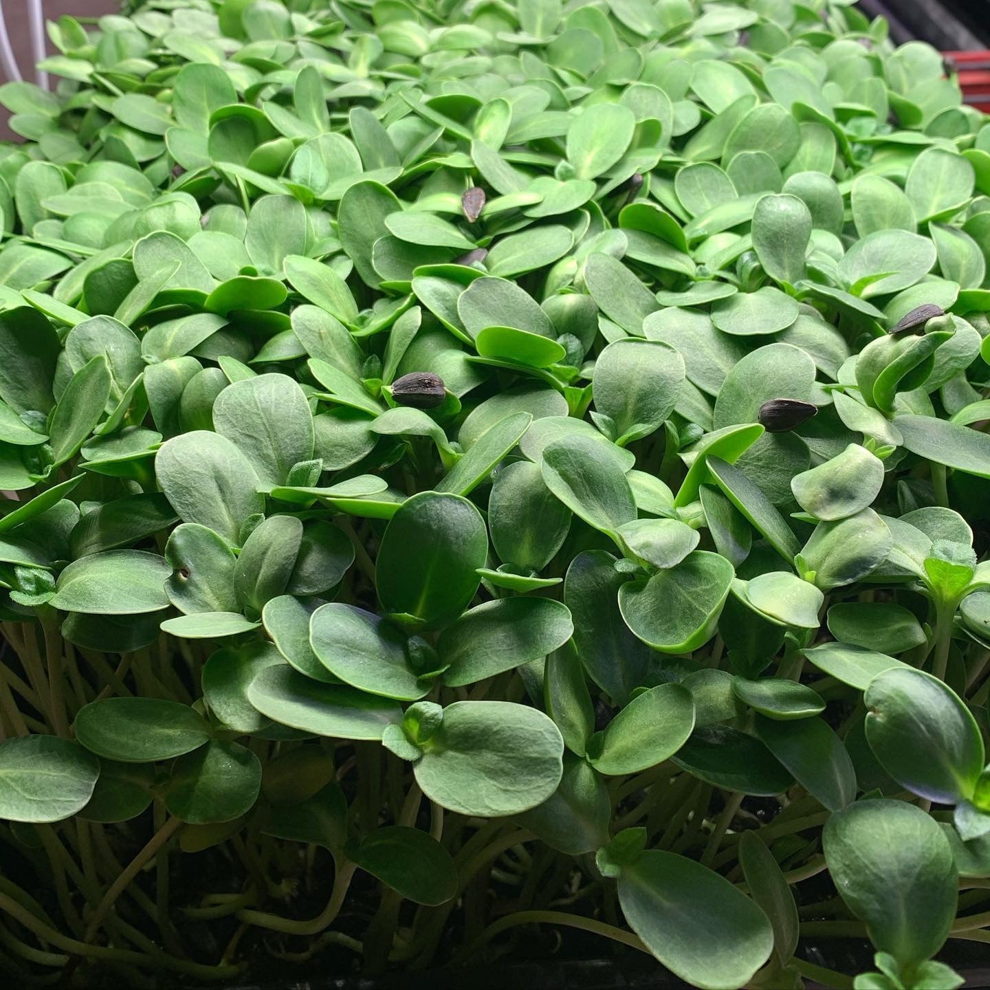 Sunflower Microgreens