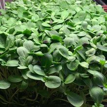 Sunflower Microgreens
