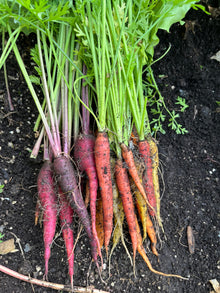 Organic Carrots - Rainbow - Bunched