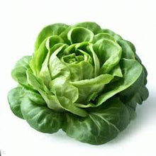 Organic Lettuce - Butterhead - Green