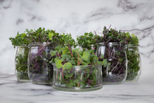 Mixed Microgreens (50g)