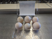 Duck Eggs