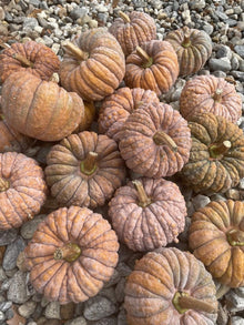 Organic Squash - Black Futsu