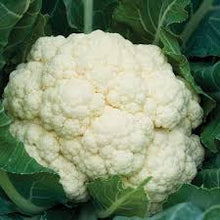 Organic Cauliflower - White