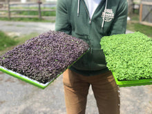 Basil Microgreens