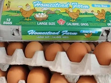 Homestead Large Free Brown - 1 dozen