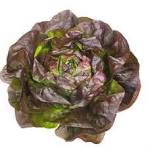 Organic Lettuce - Butterhead - Red