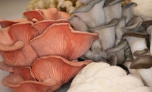 Mixed Mushrooms (Small 150g)