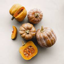 Organic Squash - Kojinut