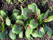 Organic Greens - Baby Red Kitten Spinach