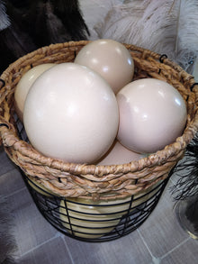Empty Ostrich Egg