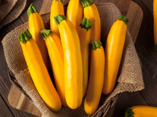 Organic Summer Squash - Yellow Zucchini