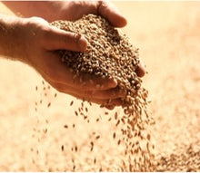 Whole grain rye - 1kg