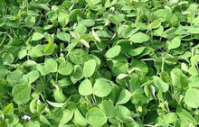 Pea Microgreens