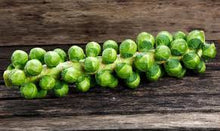 Organic Brussel Sprouts - 1 Stalk