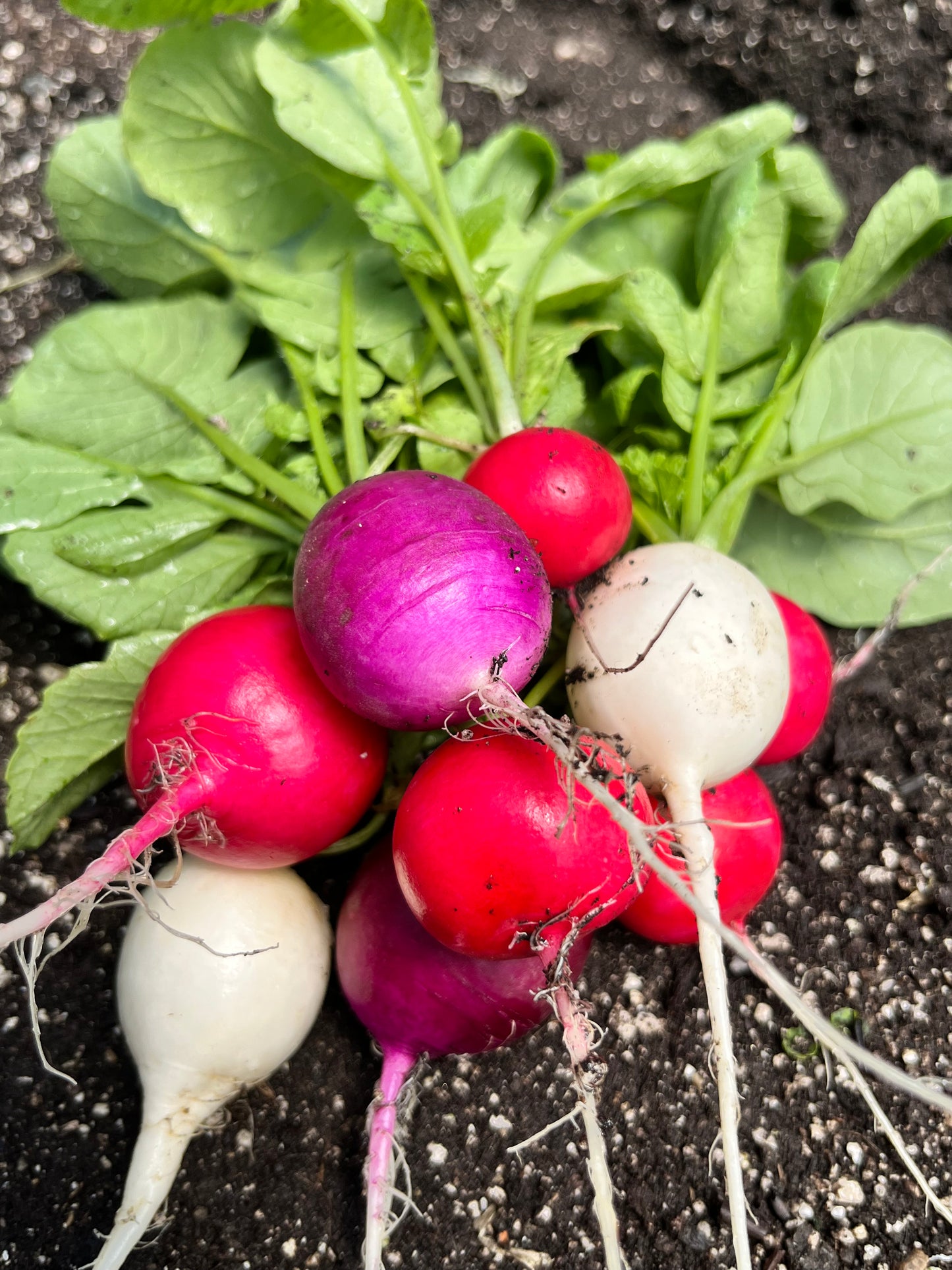 Radish - Red - Bunched