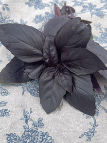 Organic Herbs - Basil - Purple